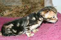 Baby Trim at 2-1/2 weeks old, 2 August 2004<br>